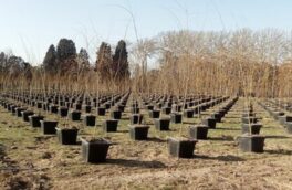 تولید ۶۵۰ هزار اصله درخت و درختچه در نهالستان کرج