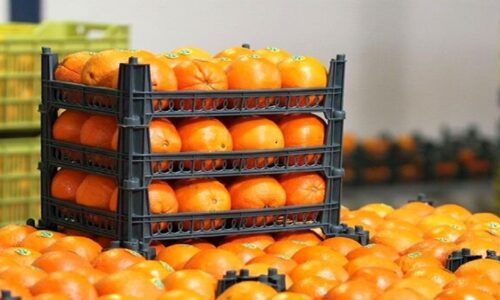 آغاز حمل و ذخیره سازی پرتقال تامسون عید نوروز در البرز