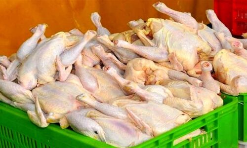 ۳۲۰۰ تن سهمیه مرغ دولتی البرز سوزنی در انبار کاه شد