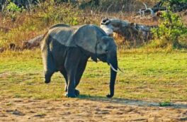 عکس| حمایت گله فیل‌ها از فیل سه پا