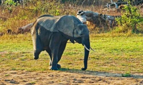 عکس| حمایت گله فیل‌ها از فیل سه پا