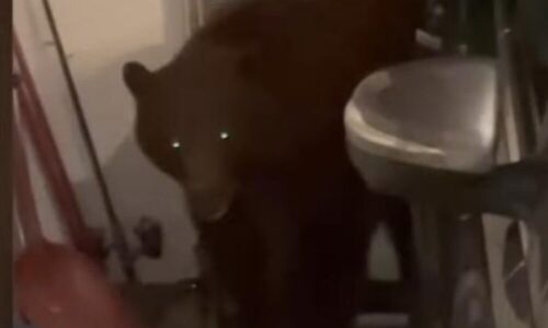 یک خرس سیاه مهمان ناخوانده زوج کالیفرنیایی/ عکس