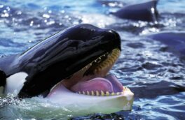 نزدیک شدن ۲۴ نهنگ‌ قاتل به یک ساحل/ عکس