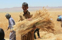 خبر جدید وزیر جهادکشاورزی درباره برنج و گندم/ جزییات