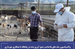 واکسیناسیون سگ های بلاصاحب جمع آوری شده در پناهگاه با همکاری شهرداری