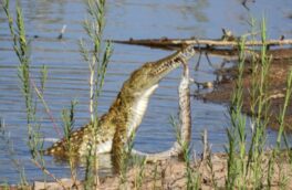 حمله تمساح به مار پایتون/ عکس