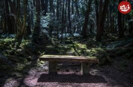 ۱۵ حقیقت تاریک درباری « جنگل خودکشی » در ژاپن/ عکس