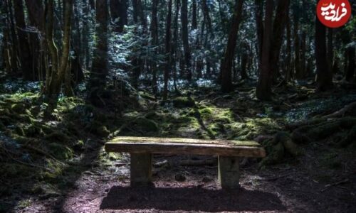 ۱۵ حقیقت تاریک درباری « جنگل خودکشی » در ژاپن/ عکس