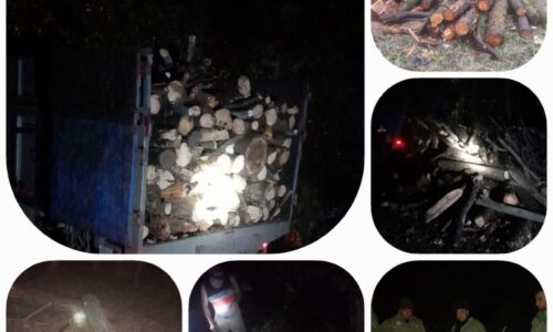 تکرار تراژدی قاچاق چوب های جنگلی در کردکوی