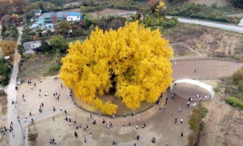 این درخت شگفت‌انگیز ۸۶۰ سال قدمت دارد/ عکس