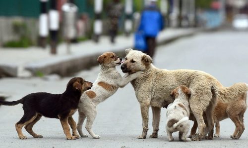 پرسه ۳ میلیونی سگ‌های ولگرد در ایران؛ چه باید کرد؟/ «غذارسانی‌ از روی حسن‌نیت سبب‌ساز تکثیر سگ‌ها شده است»