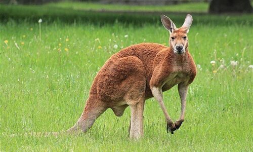 کشتار سالانه ۴.۵ میلیون کانگورو/ چرا در استرالیا دستور کشتن این گونه جانوری صادر می‌شود؟