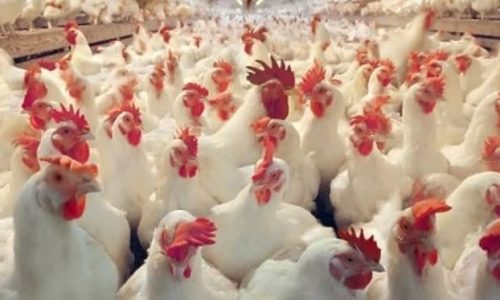 مرغ های زنده احتکار شده در بازار توزیع شد