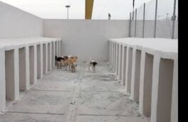 جمع آوری بیش از ۶۶۰ قلاده سگ بلاصاحب از شهر گرگان