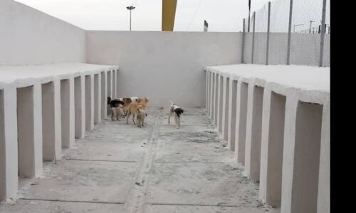 جمع آوری بیش از ۶۶۰ قلاده سگ بلاصاحب از شهر گرگان