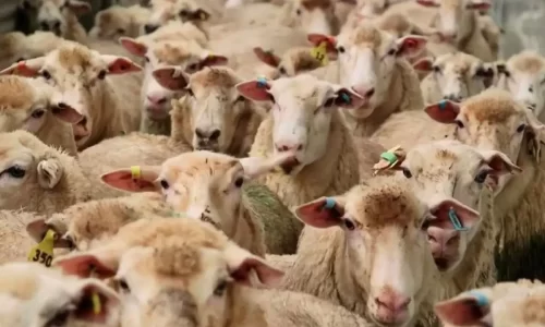 ورود نخستین محموله دام زنده از قزاقستان با هدف تعدیل قیمت گوشت قرمز