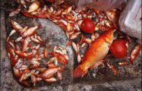 تعداد زیادی از ماهیان قرمز در دریاچه شورابیل اردبیل تلف شدند