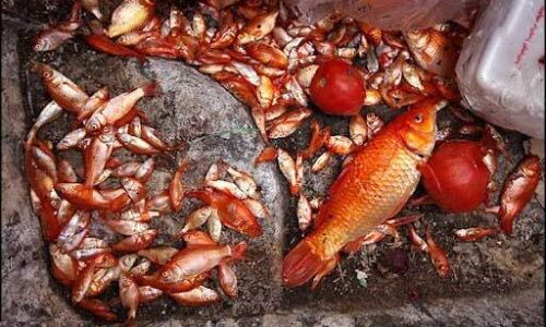 تعداد زیادی از ماهیان قرمز در دریاچه شورابیل اردبیل تلف شدند