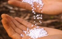 مراحل طلایی تغذیه گندم با محلول پاشی کود اوره در زمان گلدهی