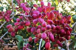 برداشت پسته از۳۵۰ هکتار باغ‌های شهرستان خور و بیابانک