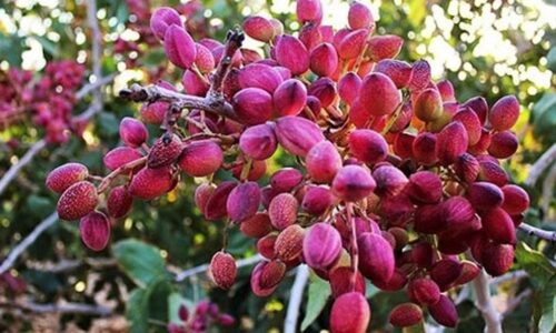 برداشت پسته از۳۵۰ هکتار باغ‌های شهرستان خور و بیابانک